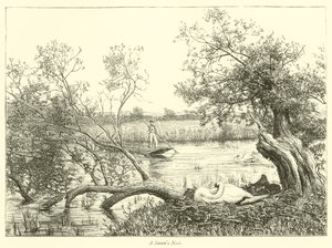 A Swan