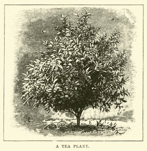 A Tea Plant by English School