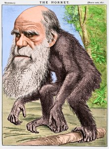 A Venerable Orang-Outang, a Caricature of Charles Darwin as an Ape by English School