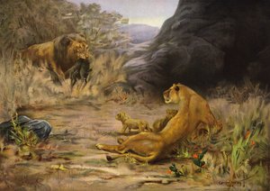 A Welcome Return - Lion Returning with Food for Its Cubs