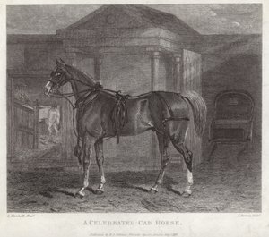 A Celebrated Cab Horse by English School