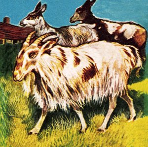 A herd or tribe of goats