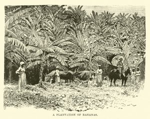 A Plantation of Bananas by English School