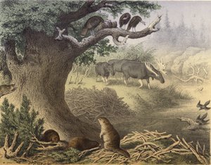 A scene in Northern Canada, the raccoon, the beaver, wild turkeys, the elk, the passenger pigeon by English School