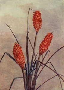 A Splendid Torch Flower, Kniphofia Corallina Superba by English School