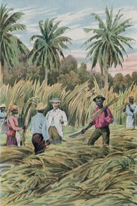A Sugar Plantation