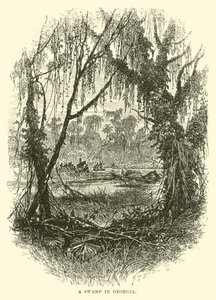 A Swamp in Georgia by English School
