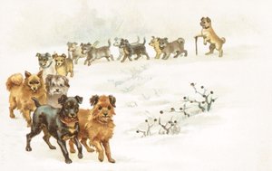 A Train of Dogs in the Snow