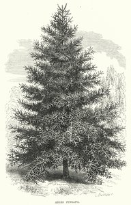 Abies Pinsapo