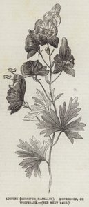 Aconite (Aconitum Napellus), Monkshood, or Wolfsbane