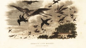 Aerial battle between herons and rooks for nesting rights near Daniel Wilson’s house Dallam Tower, Westmorland by English School