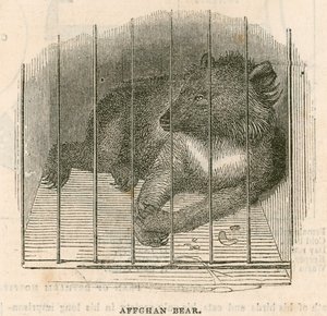 Afghan Bear