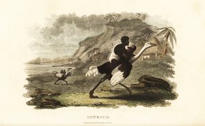 African men and boys riding tame ostriches at a French factory near Podor, Senegal by English School