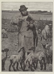 Agricultural Scenes, March, feeding Lambs by English School