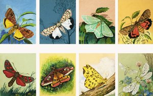 All Sorts of Moths