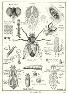 All about a Fly