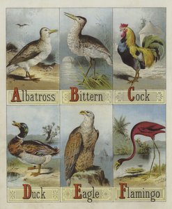 Alphabet of Birds by English School