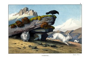 Alpine Hare