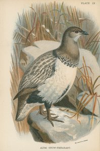 Altai Snow-Pheasant by English School