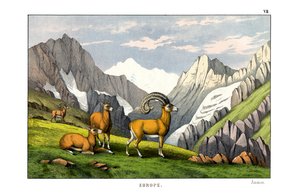 Ammon Sheep