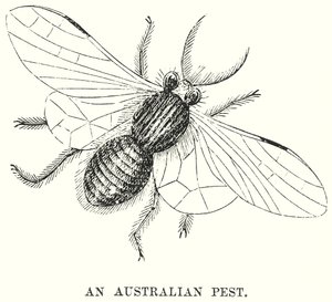 An Australian Pest by English School