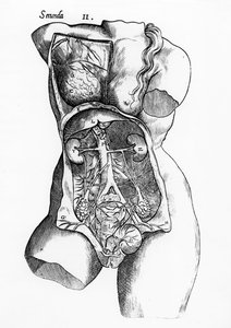 Anatomical study of the female human body