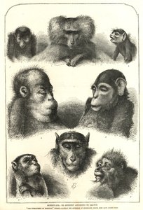 Ancestry according to Darwin