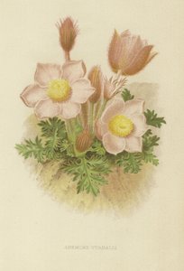 Anemone vernalis by English School
