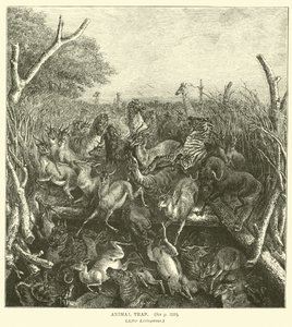 Animal Trap (after Livingstone) by English School