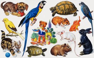 Animal montage