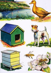 Animals and Their Homes by English School