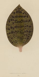 Anoectochilus Lowii by English School