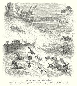 Ant of Palestine (Atta Barbara) by English School