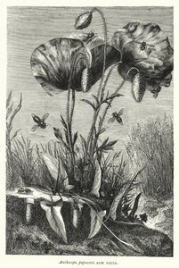 Anthocopa papaveris and Nests by English School