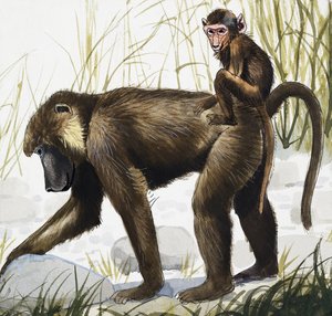 Ape with Baby