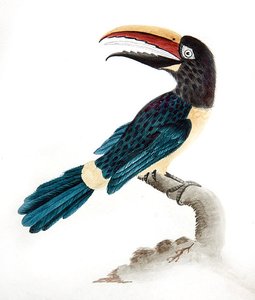 Aracari Toucan