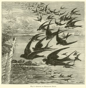 Arrival of Migratory Birds