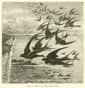 Arrival of Migratory Birds