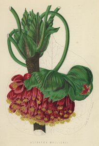 Astrapaea Wallichii