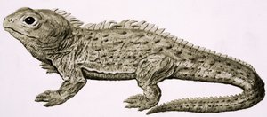 At Home in the Wilds: Land of Living Fossils