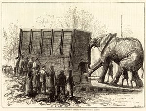Attempt to Remove Jumbo, the Great Elephant, from the Zoological Gardens