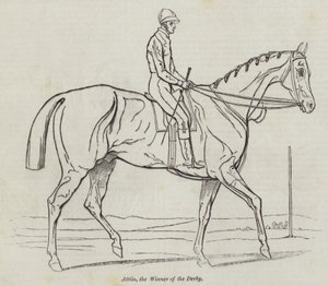 Attila, the Winner of the Derby