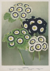 Auriculas