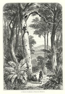 Australia: A Native Climbing a Tree for Opossum by English School
