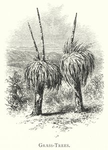 Australia: Grass-Trees by English School