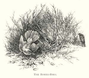 Australia: The Bower-Bird by English School