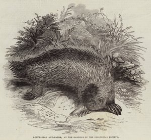 Australian Ant-Eater, at the Gardens of the Zoological Society by English School