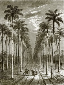 Avenue of palm trees, leading to a residence in Cuba