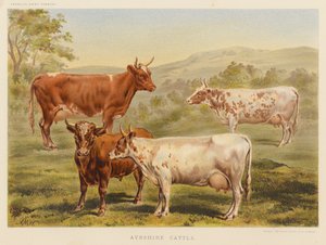 Ayrshire Cattle