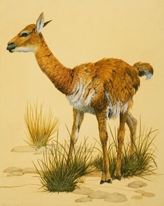 Baby Llama by English School